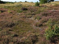 NL, Friesland, Vlieland, Cranberryvallei 30, Saxifraga-Hans Boll