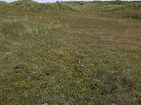 NL, Friesland, Vlieland, Cranberryvallei 36, Saxifraga-Hans Boll