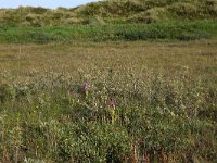 NL, Friesland, Vlieland, Cranberryvallei 4, Saxifraga-Hans Boll