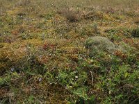 NL, Friesland, Vlieland, Cranberryvallei 44, Saxifraga-Hans Boll