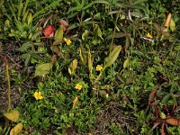 NL, Friesland, Vlieland, Eerste Kroons Polder 26, Saxifraga-Hans Boll