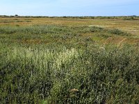 NL, Friesland, Vlieland, Eerste Kroons Polder 33, Saxifraga-Hans Boll