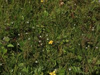 NL, Friesland, Vlieland, Eerste Kroons Polder 39, Saxifraga-Hans Boll