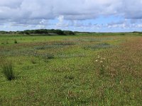 NL, Friesland, Vlieland, Eerste Kroons Polder 7, Saxifraga-Hans Boll