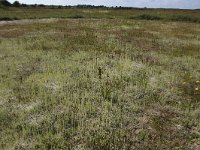 NL, Friesland, Vlieland, Kooisplek 22, Saxifraga-Hans Boll