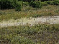 NL, Friesland, Vlieland, Kooisplek 29, Saxifraga-Hans Boll