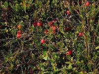 NL, Friesland, Vlieland, Kooisplek 33, Saxifraga-Hans Boll