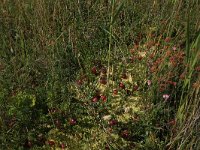 NL, Friesland, Vlieland, Kooisplek 35, Saxifraga-Hans Boll