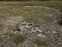 NL, Friesland, Vlieland, Kooisplek 37, Saxifraga-Hans Boll