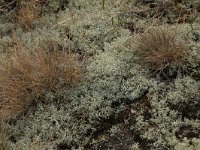 NL, Friesland, Vlieland, Kooisplek 41, Saxifraga-Hans Boll