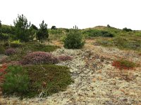 NL, Friesland, Vlieland, Kooisplek 43, Saxifraga-Hans Boll