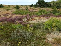 NL, Friesland, Vlieland, Kooisplek 45, Saxifraga-Hans Boll