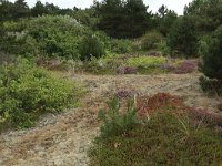 NL, Friesland, Vlieland, Kooisplek 46, Saxifraga-Hans Boll