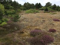 NL, Friesland, Vlieland, Kooisplek 47, Saxifraga-Hans Boll