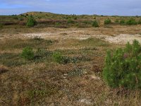 NL, Friesland, Vlieland, Kooisplek 5, Saxifraga-Hans Boll