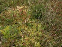 NL, Friesland, Vlieland, Kooisplek 63, Saxifraga-Hans Boll