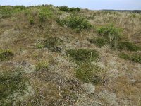 NL, Friesland, Vlieland, Kooispleklid 14, Saxifraga-Hans Boll