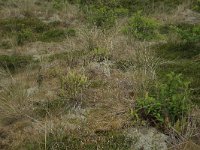 NL, Friesland, Vlieland, Kooispleklid 15, Saxifraga-Hans Boll