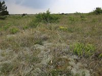 NL, Friesland, Vlieland, Kooispleklid 16, Saxifraga-Hans Boll