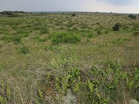 NL, Friesland, Vlieland, Kooispleklid 17, Saxifraga-Hans Boll