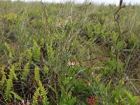 NL, Friesland, Vlieland, Kooispleklid 19, Saxifraga-Hans Boll