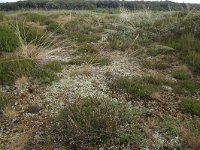 NL, Friesland, Vlieland, Kooispleklid 7, Saxifraga-Hans Boll