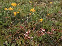 NL, Friesland, Vlieland, Kooispleklid 9, Saxifraga-Hans Boll