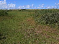 NL, Friesland, Vlieland, Meeuwenduinen 2, Saxifraga-Hans Boll