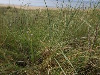 NL, Friesland, Vlieland, Noordzeeduin 2, Saxifraga-Hans Boll