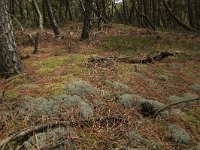 NL, Friesland, Vlieland, Poterslid 7, Saxifraga-Hans Boll