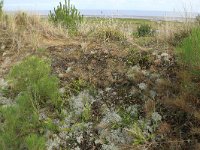 NL, Friesland, Vlieland, Poterslid 9, Saxifraga-Hans Boll