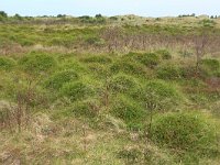 NL, Friesland, Vlieland, Rug van het Veen 1, Saxifraga-Hans Boll