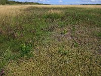 NL, Friesland, Vlieland, Tweede Kroons Polder 15, Saxifraga-Hans Boll