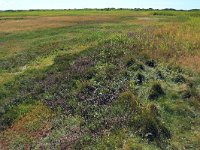 NL, Friesland, Vlieland, Tweede Kroons Polder 18, Saxifraga-Hans Boll