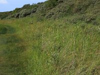 NL, Friesland, Vlieland, Vliehors 18, Saxifraga-Hans Boll