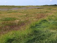 NL, Friesland, Vlieland, Vliehors 3, Saxifraga-Hans Boll