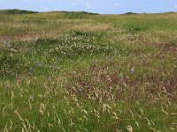 NL, Friesland, Vlieland, Vliehors 4, Saxifraga-Hans Boll