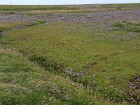 NL, Friesland, Vlieland, Vliehors 8, Saxifraga-Hans Boll