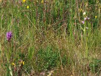 NL, Groningen, De Marne, Lauwersmeer 3, Saxifraga-Hans Dekker