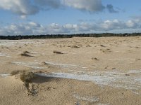 NL, Noord-Brabant, Heusden, Loonse en Drunense Duinen 105, Saxifraga-Willem van Kruijsbergen