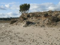 NL, Noord-Brabant, Heusden, Loonse en Drunense Duinen 109, Saxifraga-Willem van Kruijsbergen