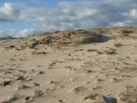 NL, Noord-Brabant, Heusden, Loonse en Drunense Duinen 113, Saxifraga-Willem van Kruijsbergen