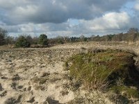 NL, Noord-Brabant, Heusden, Loonse en Drunense Duinen 122, Saxifraga-Willem van Kruijsbergen