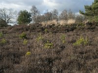 NL, Noord-Brabant, Heusden, Loonse en Drunense Duinen 128, Saxifraga-Willem van Kruijsbergen