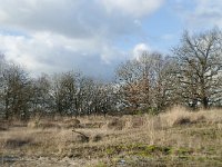 NL, Noord-Brabant, Heusden, Loonse en Drunense Duinen 130, Saxifraga-Willem van Kruijsbergen