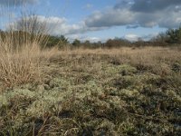 NL, Noord-Brabant, Heusden, Loonse en Drunense Duinen 134, Saxifraga-Willem van Kruijsbergen