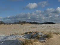 NL, Noord-Brabant, Heusden, Loonse en Drunense Duinen 86, Saxifraga-Willem van Kruijsbergen