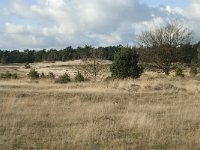 NL, Noord-Brabant, Heusden, Loonse en Drunense Duinen 96, Saxifraga-Willem van Kruijsbergen