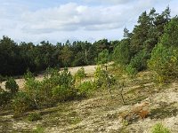 NL, Noord-Brabant, Vught, Loonse en Drunense Duinen 2, Saxifraga-Roel Meijer  Small sanddrift in forest : forest, nature natural, nature reserve, rural landscape, sand, sanddrift, sandypine, tree, trees, wood