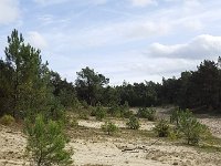 Zondag in Drunense Duinen  Small sanddrift in forest : forest, nature natural, nature reserve, rural landscape, sand, sanddrift, sandypine, tree, trees, wood